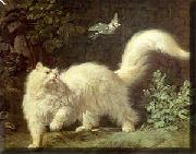 Un chat Angora Jean-Jacques Bachelier